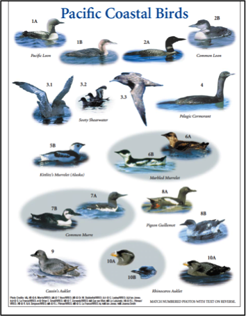 Seabird Research Guides - Jo Smith