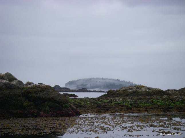 morning fog in Barkley Sound