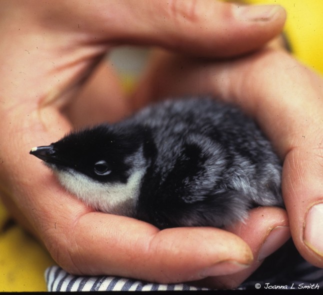 Ancient Murrelet chick, Haida Gwaii