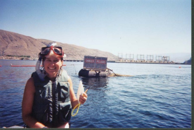 snorkel surveys for salmon, Rocky Reach Reservoir, WA 