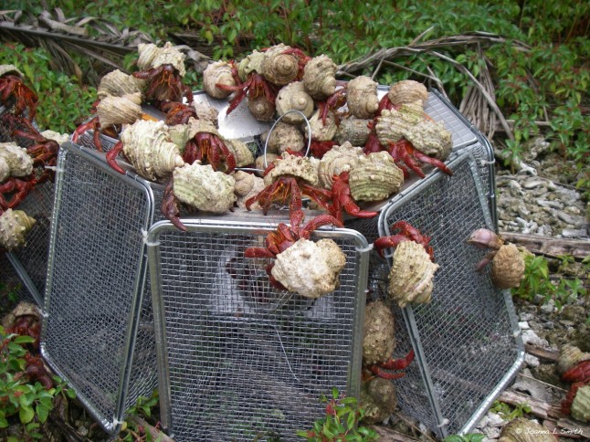 hermit crabs on Palmyra Atoll