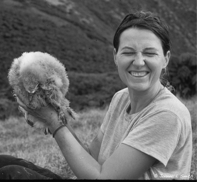 72 day old Juan Fern&aacute;ndez Petrel chick