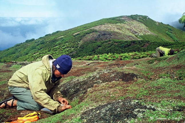 Juan Fern&aacute;ndez Petrel colony, Chile (photo copyright: Peter Hodum)