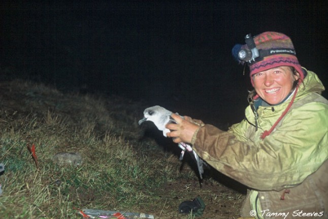 data loggers on Juan Fern&aacute;ndez Petrels