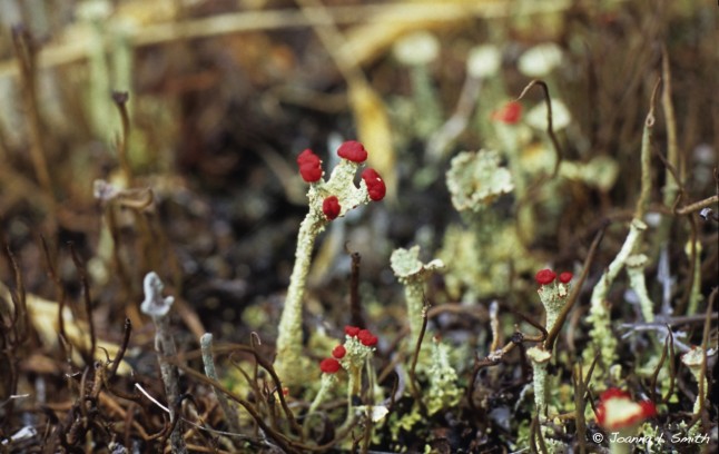 lichens on Isla Alejandro Selkirk, Chile