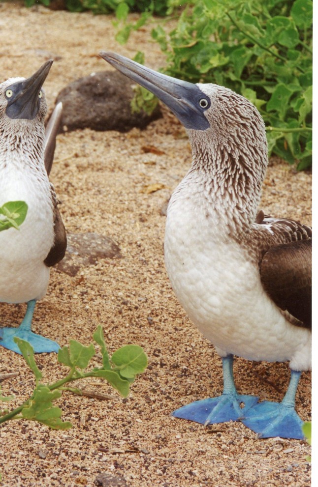 Blue-footed boobies on the Gal&aacute;pagos Islands, Ecuador (photo copyright: Jo Smith)
