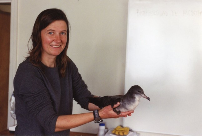 Pink-footed Shearwater rescued on Isla Alejandro Selkirk, Chile (photo: Coral Wolf)