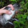 Seabird Research - Alcids