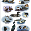 Seabird Research Guides - Jo Smith