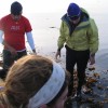 beach seining with FHL students