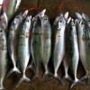 Mackerel for sale